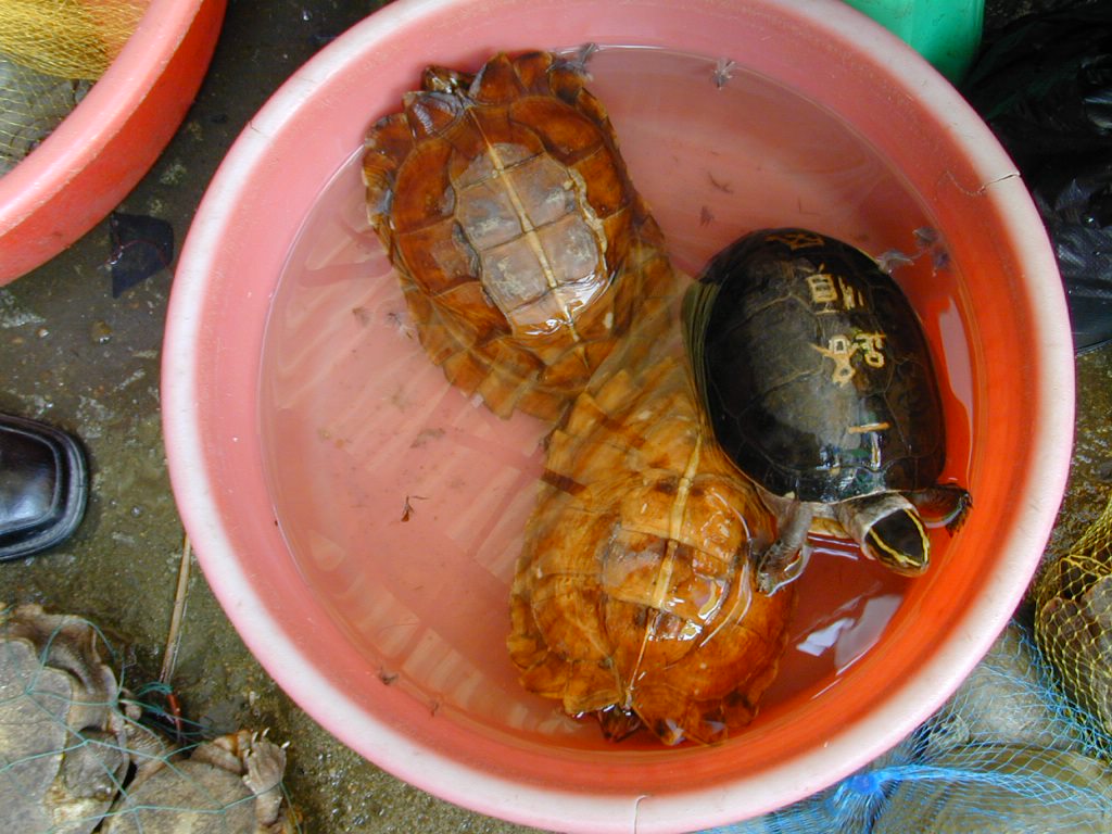 Turtles in the market